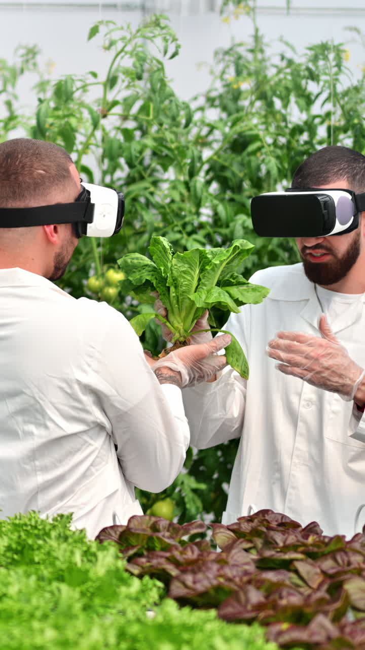 Two laboratory technicians in white coats wearing Virtual Reality headsets, analysing lettuce grown with the Hydroponic method in a greenhouse. Vertical