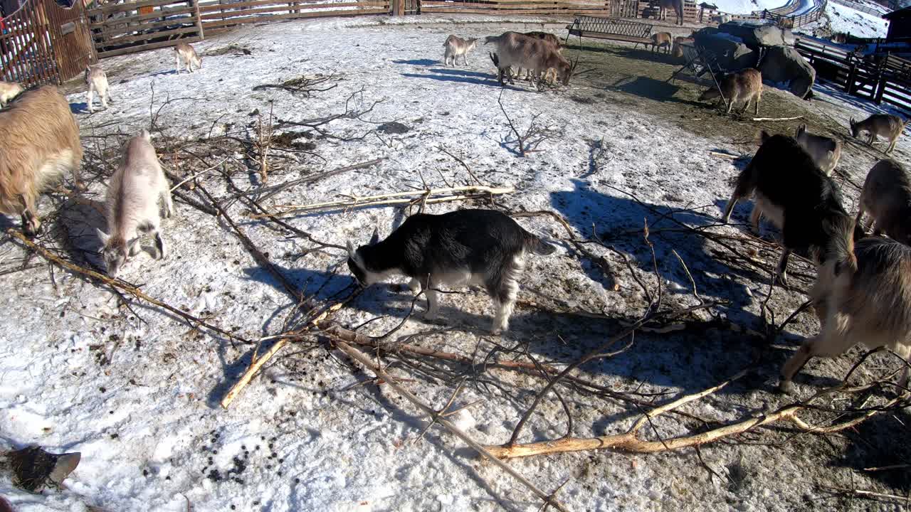 노르웨이의 랑게드라그 자연 공원 내부의 나뭇가지에서 잎을 먹는 귀여운 국내 염소 무리 - 땅에 눈이 내리는 정적 겨울 클립