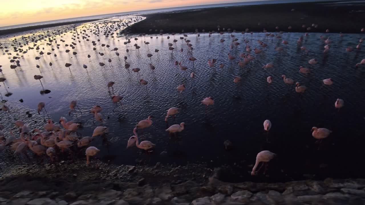 Flok af flamingoer ved solnedgang