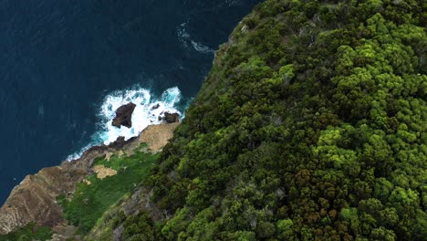 bosque tropical y costa rocosa en monte brasil en la isla terceira, acores portugal