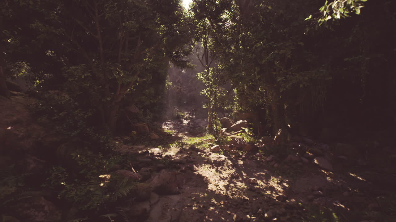 Un sentiero stretto attraverso una foresta verde lussureggiante con la luce del sole che filtra tra gli alberi