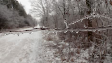 Una-Cámara-Lenta-Más-Cerca-De-Una-Sola-Rama-Cubierta-De-Hielo-Y-Carámbanos-Debido-A-La-Lluvia-Helada-En-La-Naturaleza