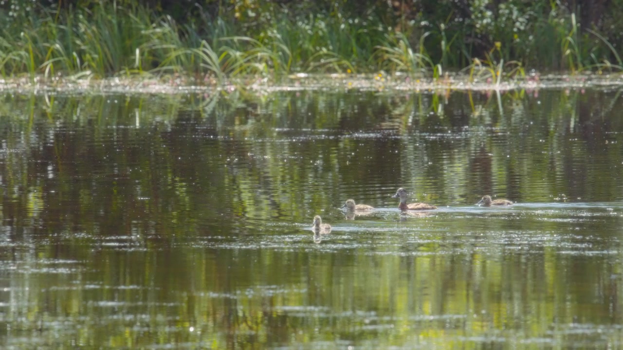 Flock of ducks swimming in the pond under sunlight