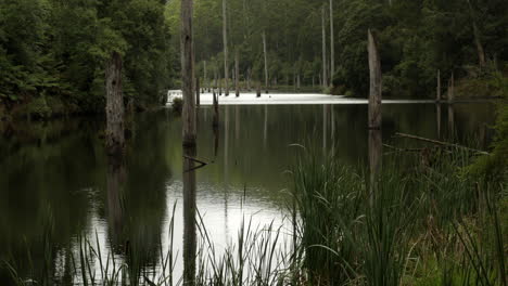 beautiful lake elizabeth located in the otway ranges rain forest national park, victoria australia