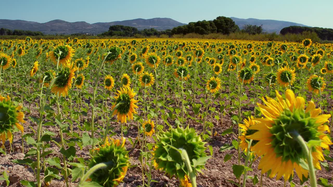 drone se eleva sobre campos de girasoles