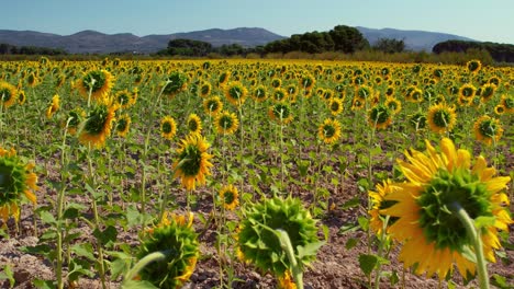 Drone-Se-Eleva-Sobre-Campos-De-Girasoles