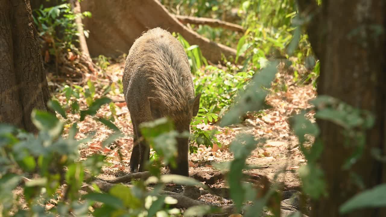 Cinghiale, Sus Scrofa, filmato 4K, Santuario della fauna selvatica di Huai Kha Kaeng, Thailandia