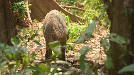 Jabalí,-Sus-Scrofa,-Material-De-Archivo-4k,-Santuario-De-Vida-Silvestre-Huai-Kha-Kaeng,-Tailandia