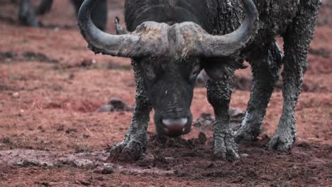 close up of an african buffalo foraging for food