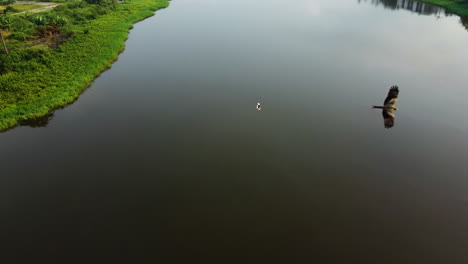 Vista-Aérea-De-Un-Gran-Depredador-Cazando-Un-Pájaro-Pequeño-Sobre-Un-Lago-En-Camerún