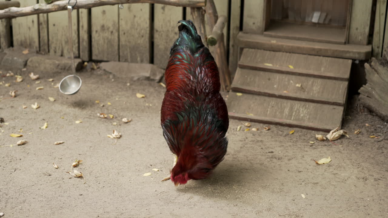 gallo picoteando comida en el suelo fuera de su gallinero en granby zoo, quebec, canadá
