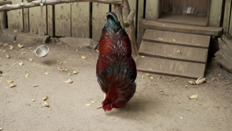 Hahn-Pickt-Futter-Auf-Den-Boden-Vor-Seinem-Hühnerstall-Im-Granby-Zoo,-Quebec,-Kanada