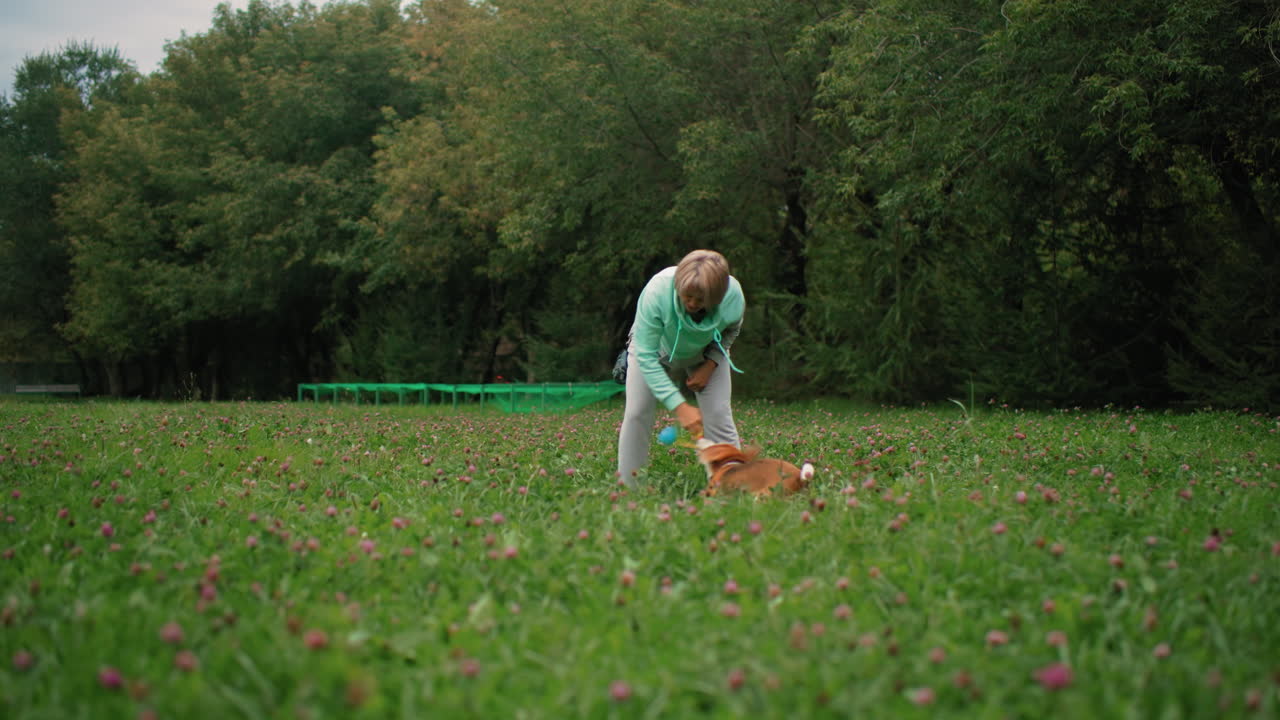 Playful moment between papillon dog and instructor on grassy flowered field surrounded by lush green trees as dog joyfully interacts with trainer holding toy, creating lively outdoor bonding scene