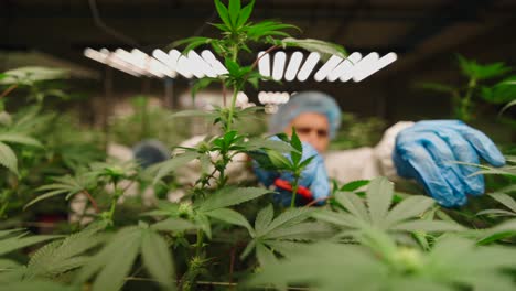 cannabis plant cultivation in indoor grow room