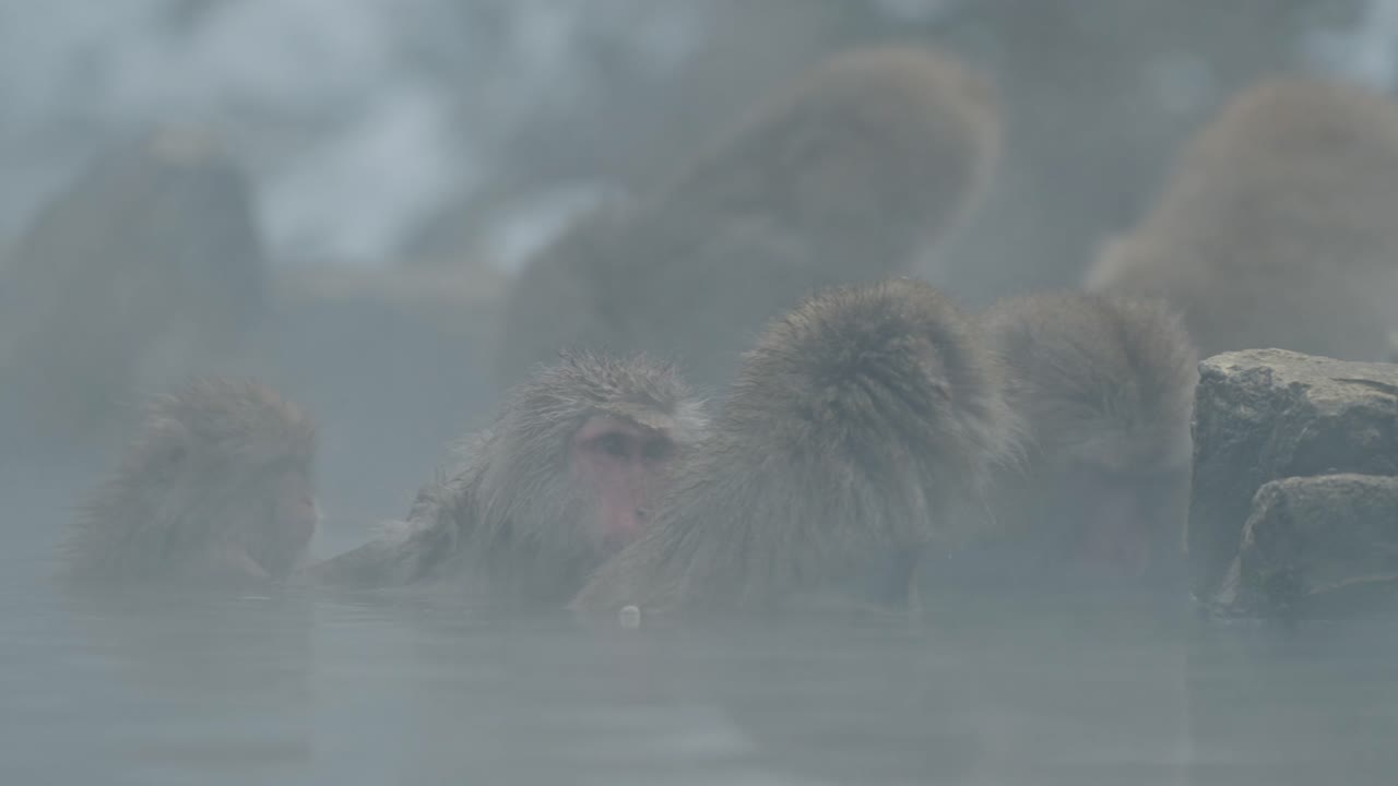 일본의 한 무리의 스노우 원이 (마카크) 가 일본의 지고쿠다니 원이 공원에서 자연적인 온센의 따뜻함을 즐기고 있습니다.