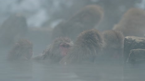 un grupo de monos de nieve japoneses (macacos) disfrutan del calor del onsen natural en el parque de monos jigokudani, japón.