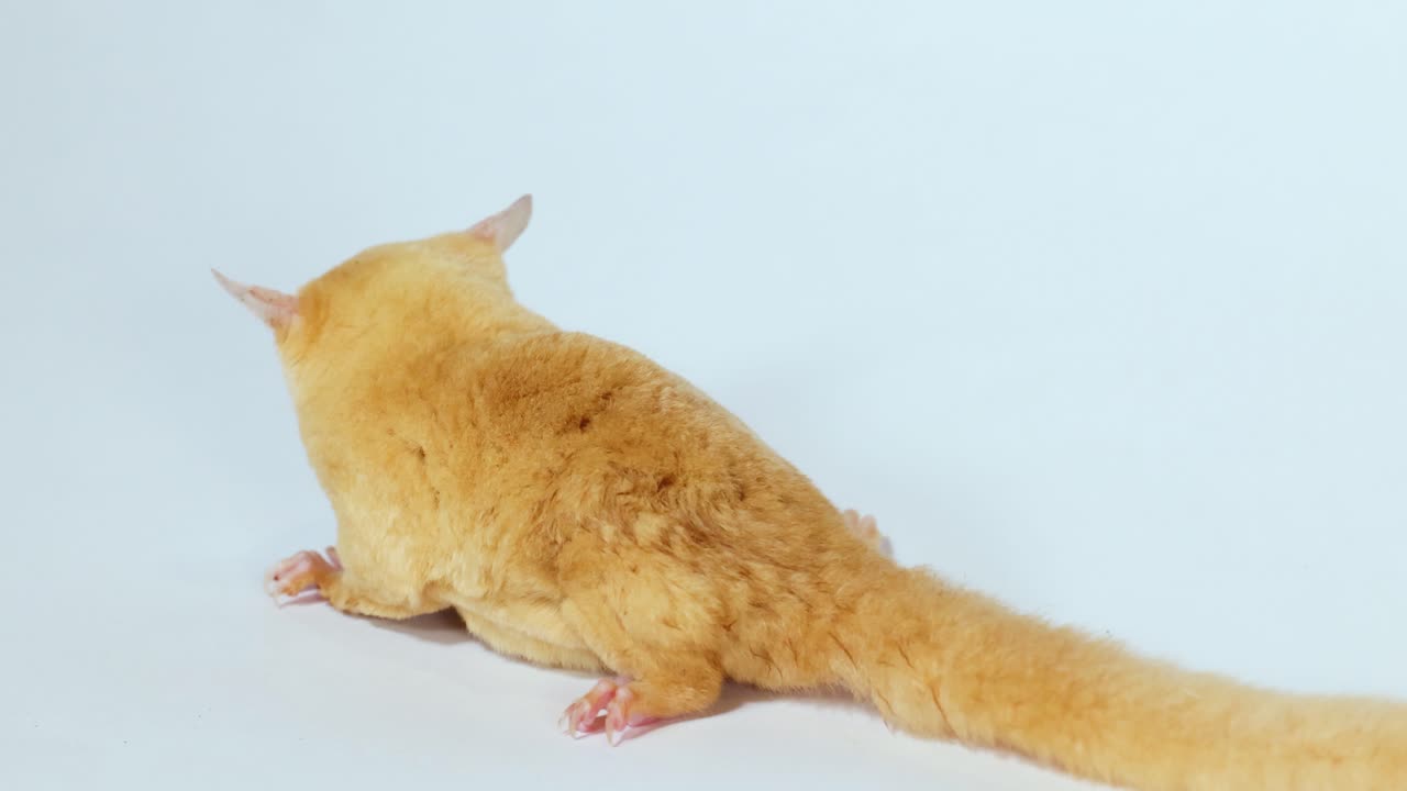 A light-colored sugar glider eats a mealworm in a bright studio setting with white background