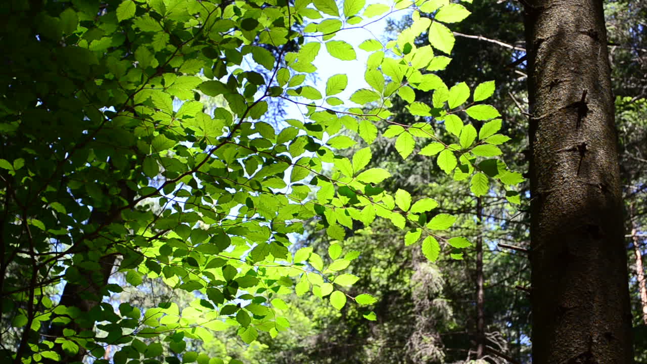 Luce solare e foglie. Riprese nel bosco