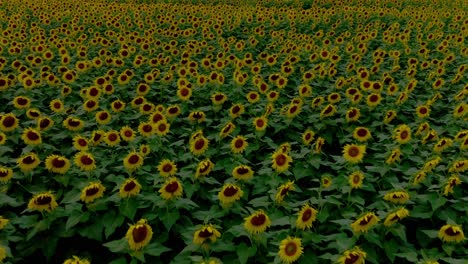 200 acres of yellow sunflowers blooming in the largest sunflower fields of maui