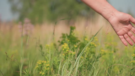 Closeup of woman arm in green gown gently brushing through tall golden grass in sunlit meadow, capturing calm moment of peaceful summer walk surrounded by nature