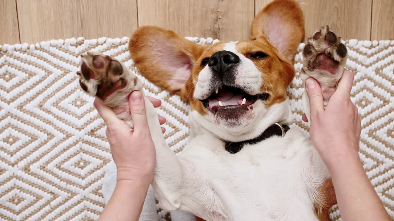 La dueña del perro beagle tumbado boca arriba y acariciando a su mascota. Disfrutando del cálido ambiente hogareño. El mejor amigo del hombre.