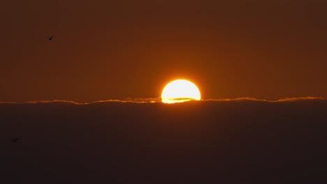 video of sunset and silhouettes of birds flying