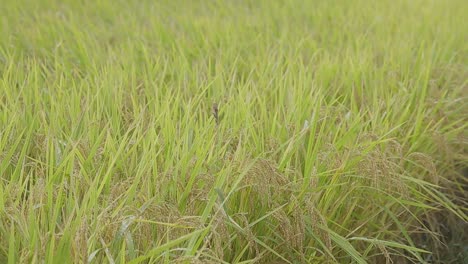 japanese rice growing in a field