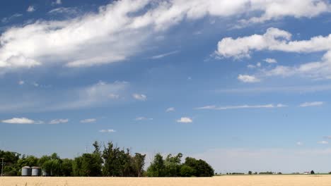 view of a wheat sown field, with a grove and a pair of silos in the background on a sunny afternoon