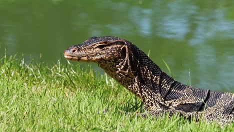 monitor lizard moving through grassy area near water