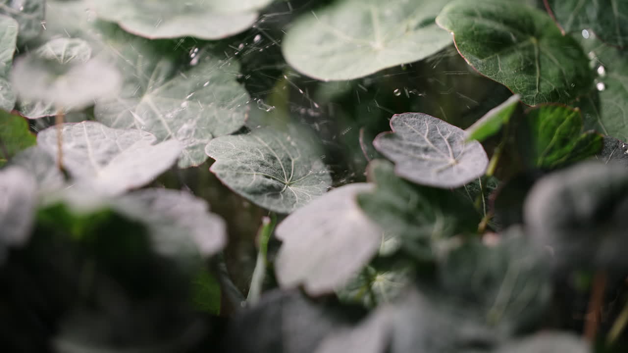 은 잎의 클로즈업