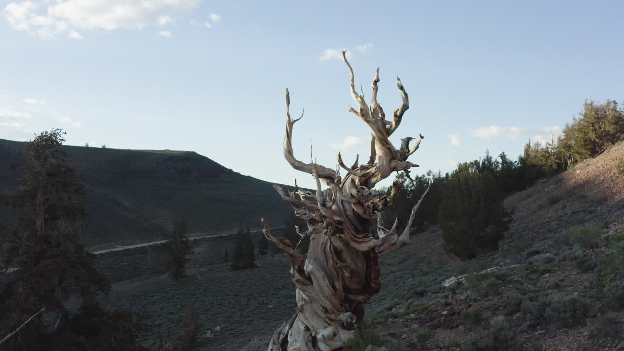 A smooth dolly shot moving backwards of an ancient tree on a dry hillside. The tree stands on dry ground with a hill in the background and a blue sky with beautiful clouds.