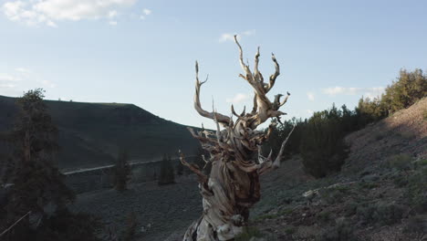 a smooth dolly shot moving backwards of an ancient tree on a dry hillside. the tree stands on dry ground with a hill in the background and a blue sky with beautiful clouds.
