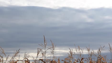 View-of-dramatic-sky-panning-down-to-cornfield-crop