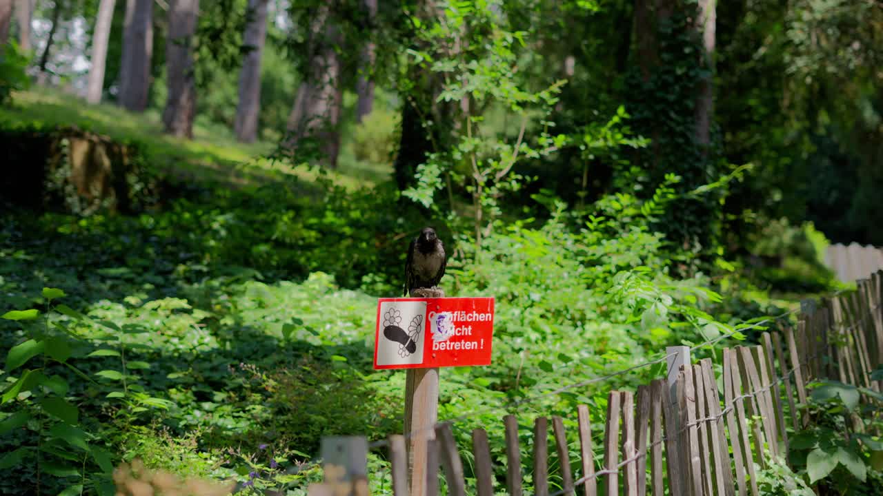 Hooded Crow sitting on the red Sign and flying away in T&uuml;rkenschanzpark in Vienna during a bright sunny day surrounded by trees in slow motion
