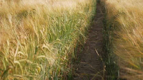 Campo-De-Cebada-Dorado-Y-Maduro-Con-Sol-De-Verano-Brillante,-Belleza-Del-Campo,-Temporada-De-Cultivo,-Orejas-Balanceándose-En-El-Viento,-Primer-Plano,-Fondo-Suave