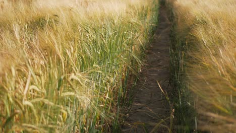 golden, ripe barley field with bright summer sun shine ,beauty of countryside, crop season, ears swaying in the wind, close up, soft background