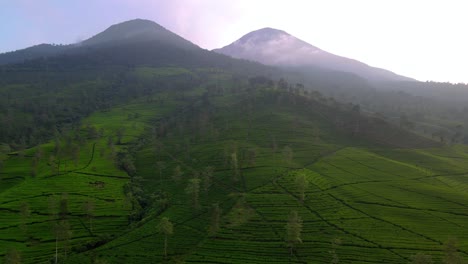 Luftaufnahme-Einer-Teeplantage-Im-Hochland-Mit-Berglandschaft-Am-Morgen