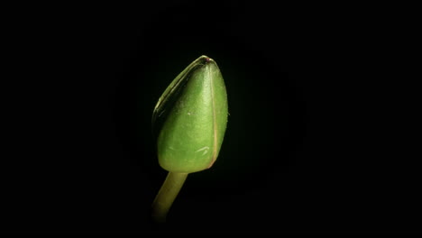 Pink-Sensation-Water-Lly-time-lapse-of-delicate-soft-flower-opening-and-closing