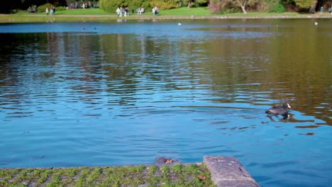 Focha-Común-Nadando-En-Un-Estanque-En-Un-Parque-Europeo