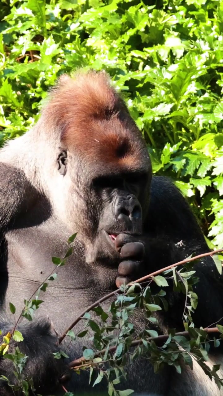 Un grande gorilla dal dorso argentato siede in mezzo a una vegetazione lussureggiante, intento a mangiare freschi rami d'albero.