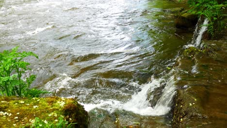 frisch fließendes farnlaub auf felsigem fluss in malerischer waldwildnis üppiger bachlauf dolly rechts