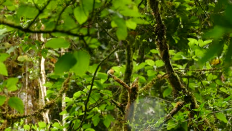 Pequeño-Y-Bonito-Papamoscas-Toma-Vuelo-Desde-Las-Ramas-De-Los-árboles-De-La-Selva-En-Costa-Rica