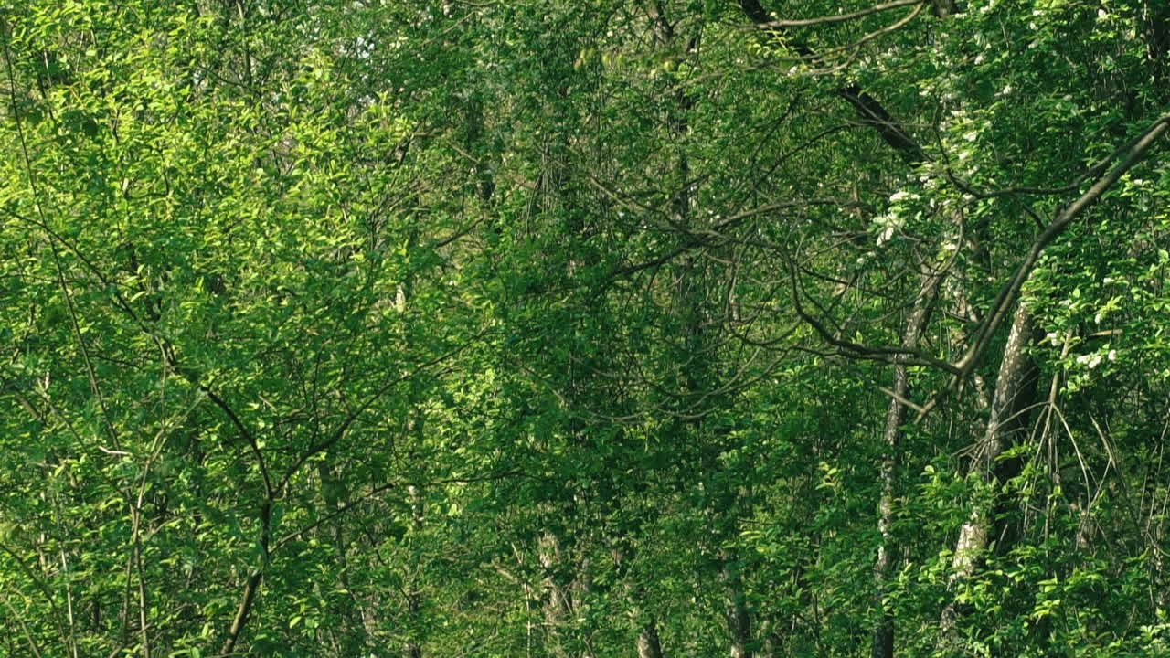 Slow Pan Up From Forest Road With Reveal Of Dense Green Foliage