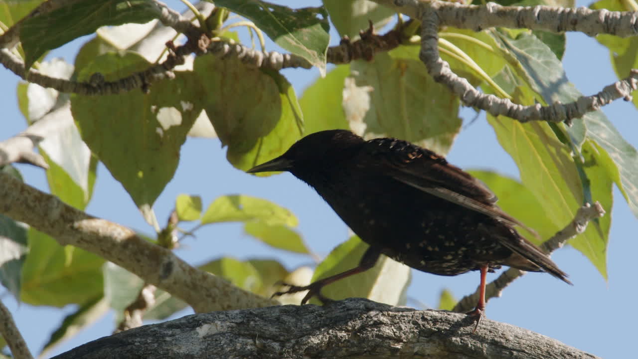 el pájaro estornino se engrosa de plumas y camina a lo largo de la perca de la rama del árbol
