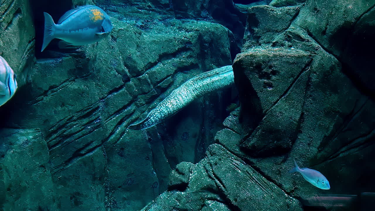 Moray Eel and Fish in Aquarium