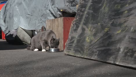 stray cat walking under a parked car