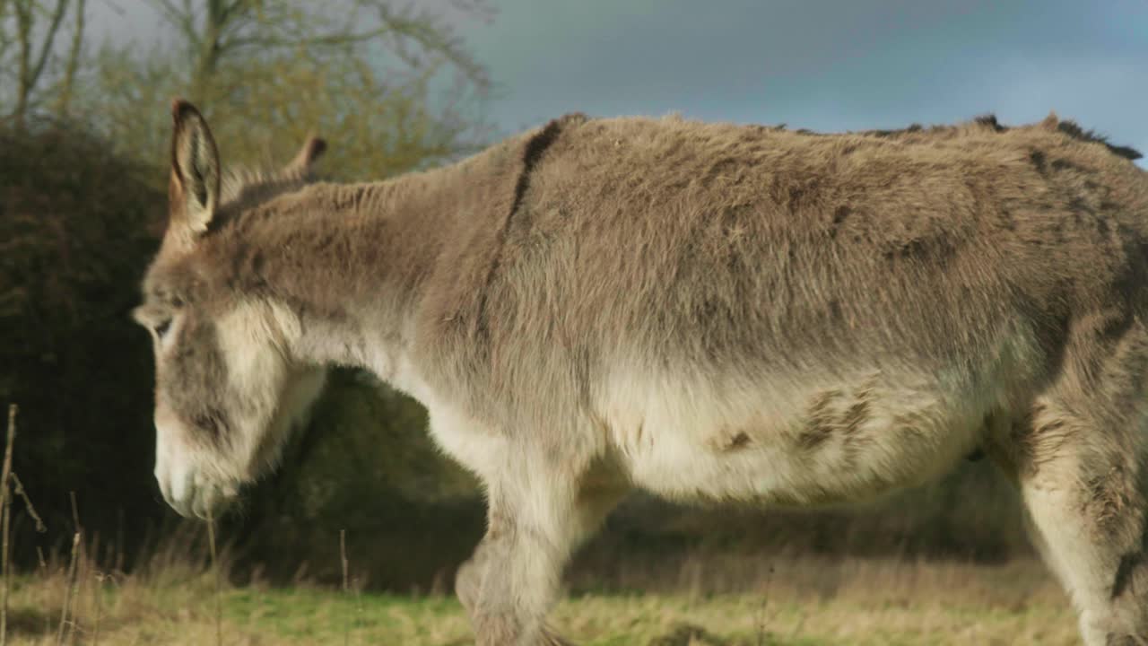 4K Cinematic slow motion footage of a donkey in a field eating grass on a sunny day.