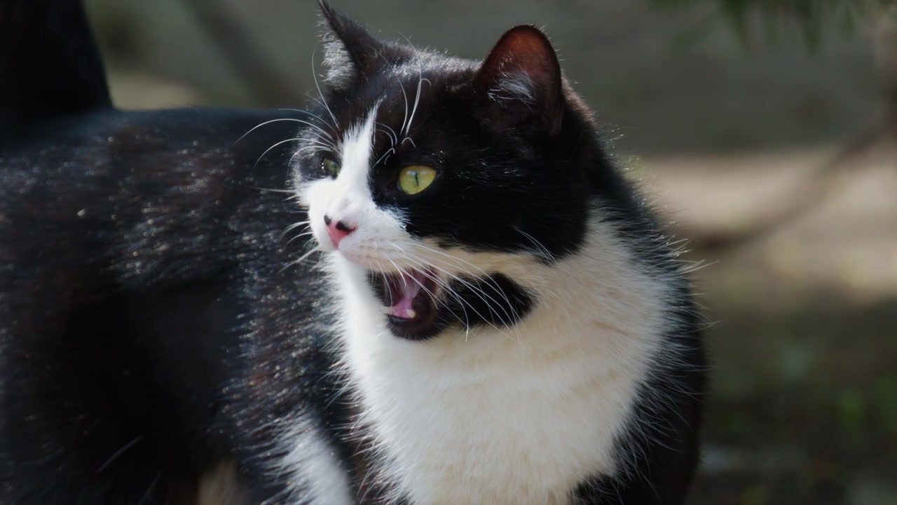 Primo piano di un gatto bianco e nero che si lecca la zampa mentre si pulisce