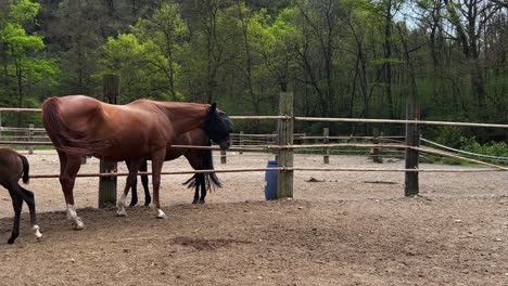 little foal horse following mother mare in ranch