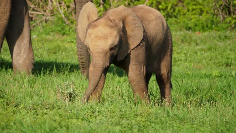 Verspieltes-Afrikanisches-Elefantenbaby,-Das-Ihren-Rüssel-Unbeholfen-Herumschwingt,-Während-Ihre-Mutter-In-Der-Nähe-Im-Addo-Nationalpark,-Südafrika,-Steht